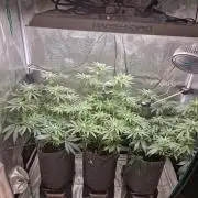 Dynamite Diesel