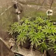 Dynamite Diesel