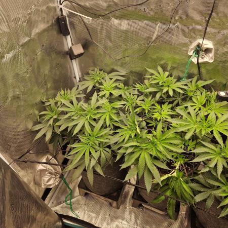 Dynamite Diesel