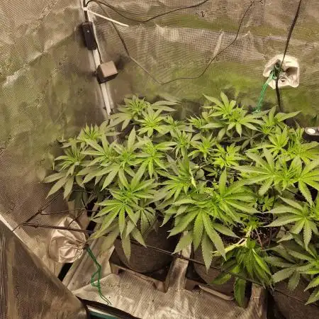 Dynamite Diesel