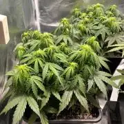 Gift Seeds