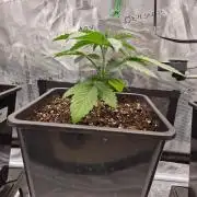 Apples Bananas n Peaches