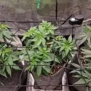 Zamnesia Grow Runtz