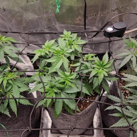 Zamnesia Grow Runtz