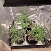 Poison