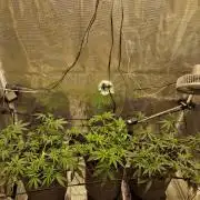 Zamnesia Grow Runtz