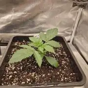 Bruce 420