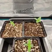 Apples Bananas n Peaches