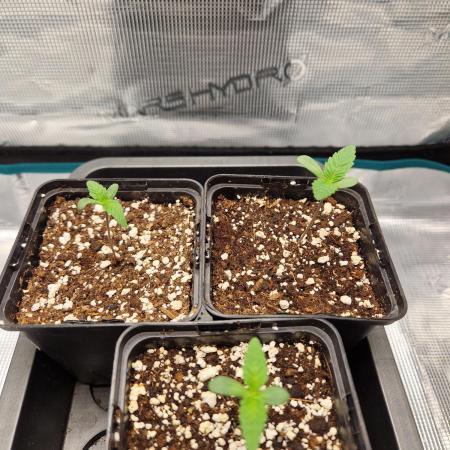 Apples Bananas n Peaches