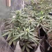 Poison