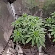 Dynamite Diesel