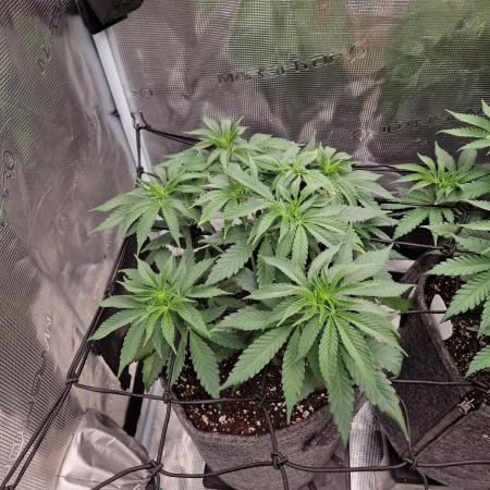 Dynamite Diesel