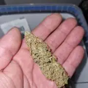 Gift Seeds