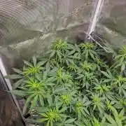 Zamnesia Grow Runtz