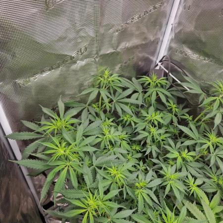 Zamnesia Grow Runtz