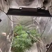 Bruce 420