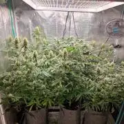 Zamnesia Grow Runtz