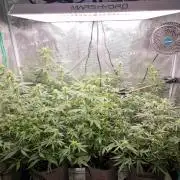 Zamnesia Grow Runtz