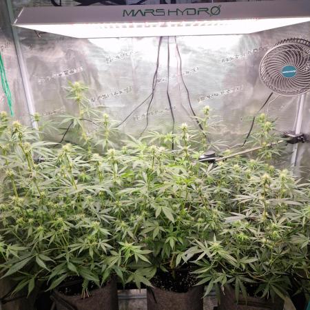 Zamnesia Grow Runtz