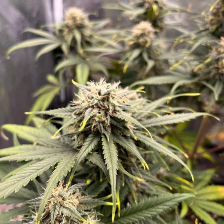 Auto Candy Bubatz XL