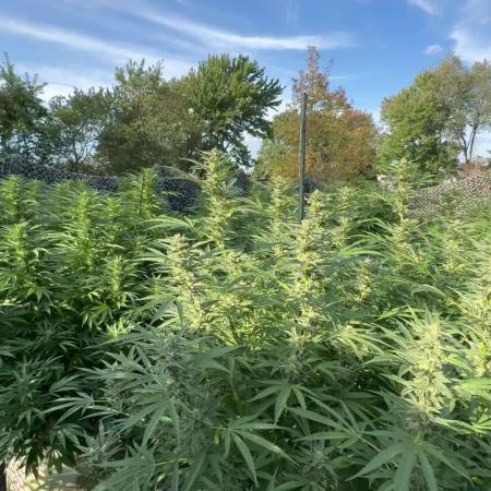 Electroculture Valley Grow