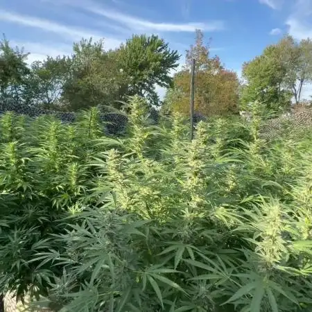 Electroculture Valley Grow