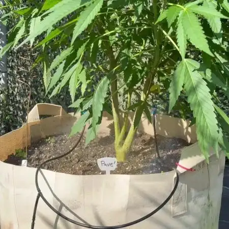 Valley weed