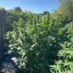 Electroculture Valley Grow