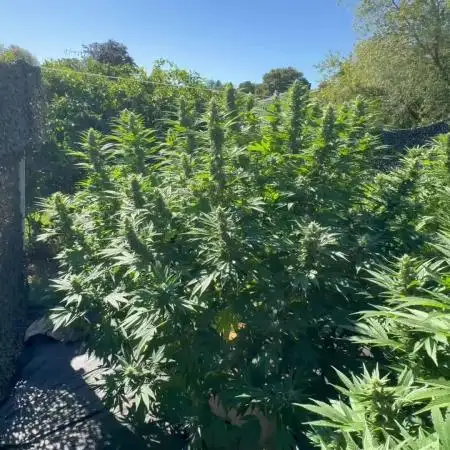 Electroculture Valley Grow