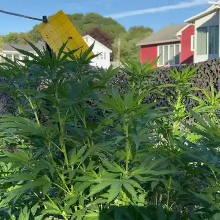 Valley weed