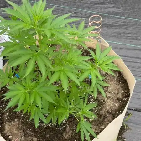 Valley weed