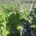 Electroculture Valley Grow
