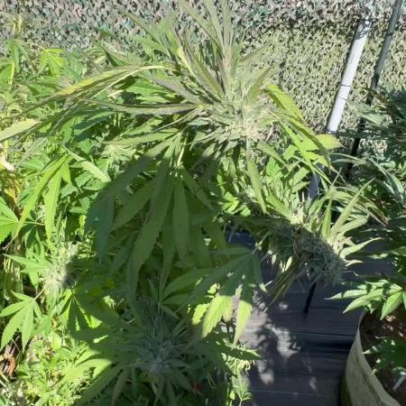 Electroculture Valley Grow