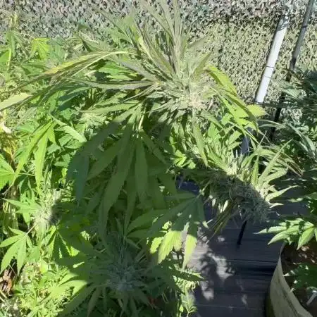 Electroculture Valley Grow