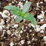 Auto Grow #2