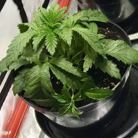 Sherb Tree 