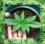 Royal Queen Seeds- First Grow