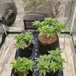 Special Queen & Mimosa