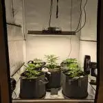 Fast Buds - AK Auto &  Sour Diesel Auto
