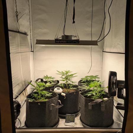 Fast Buds - AK Auto &  Sour Diesel Auto