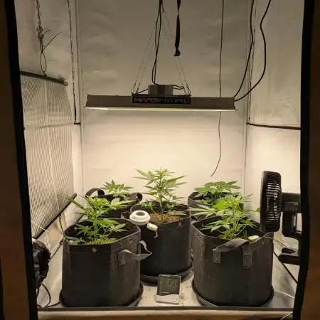 Fast Buds - AK Auto &  Sour Diesel Auto