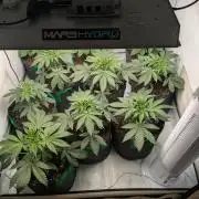 Ayahuasca purple xThe Churchx Sticky"D"