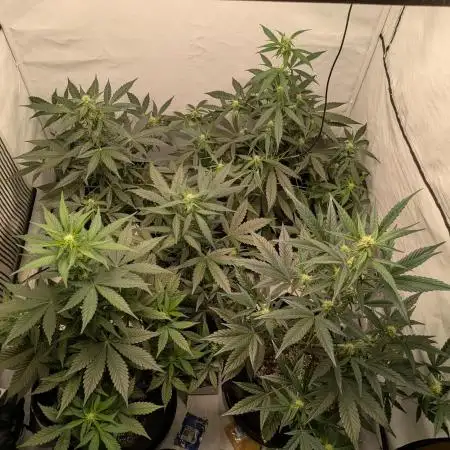 Fast Buds - AK Auto &  Sour Diesel Auto