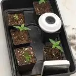 Fast Buds - AK Auto &  Sour Diesel Auto