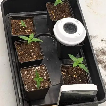 Fast Buds - AK Auto &  Sour Diesel Auto