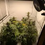 Fast Buds - AK Auto &  Sour Diesel Auto