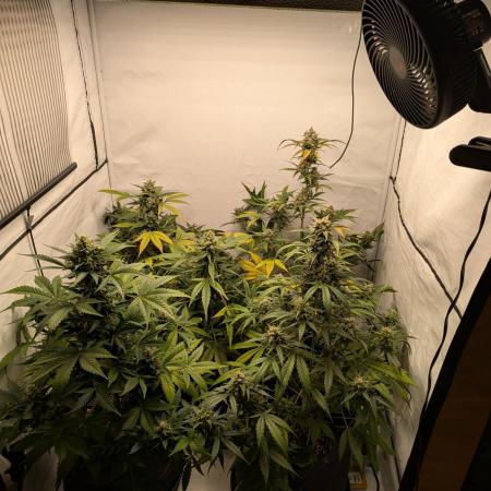Fast Buds - AK Auto &  Sour Diesel Auto