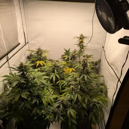 Fast Buds - AK Auto &  Sour Diesel Auto