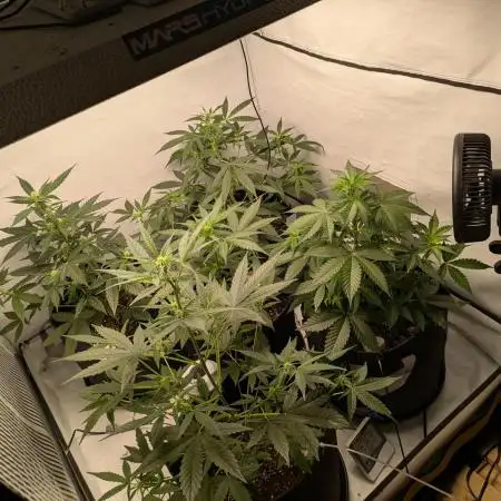 Fast Buds - AK Auto &  Sour Diesel Auto