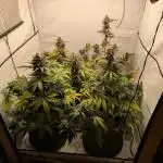 Fast Buds - AK Auto &  Sour Diesel Auto